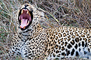 a leopard resting in the bushes