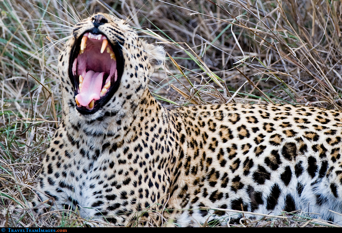 Yawning Leopard