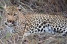 Leopard resting in the bushes.