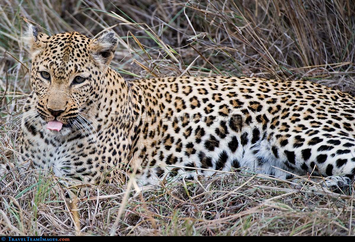 Leopard