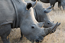 White Rhino with young grazing together in the bush.