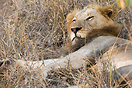 An approximately 4 year old lion resting.