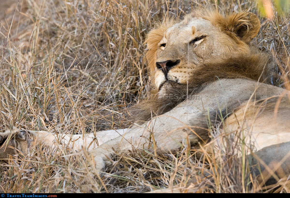 Dozing Lion