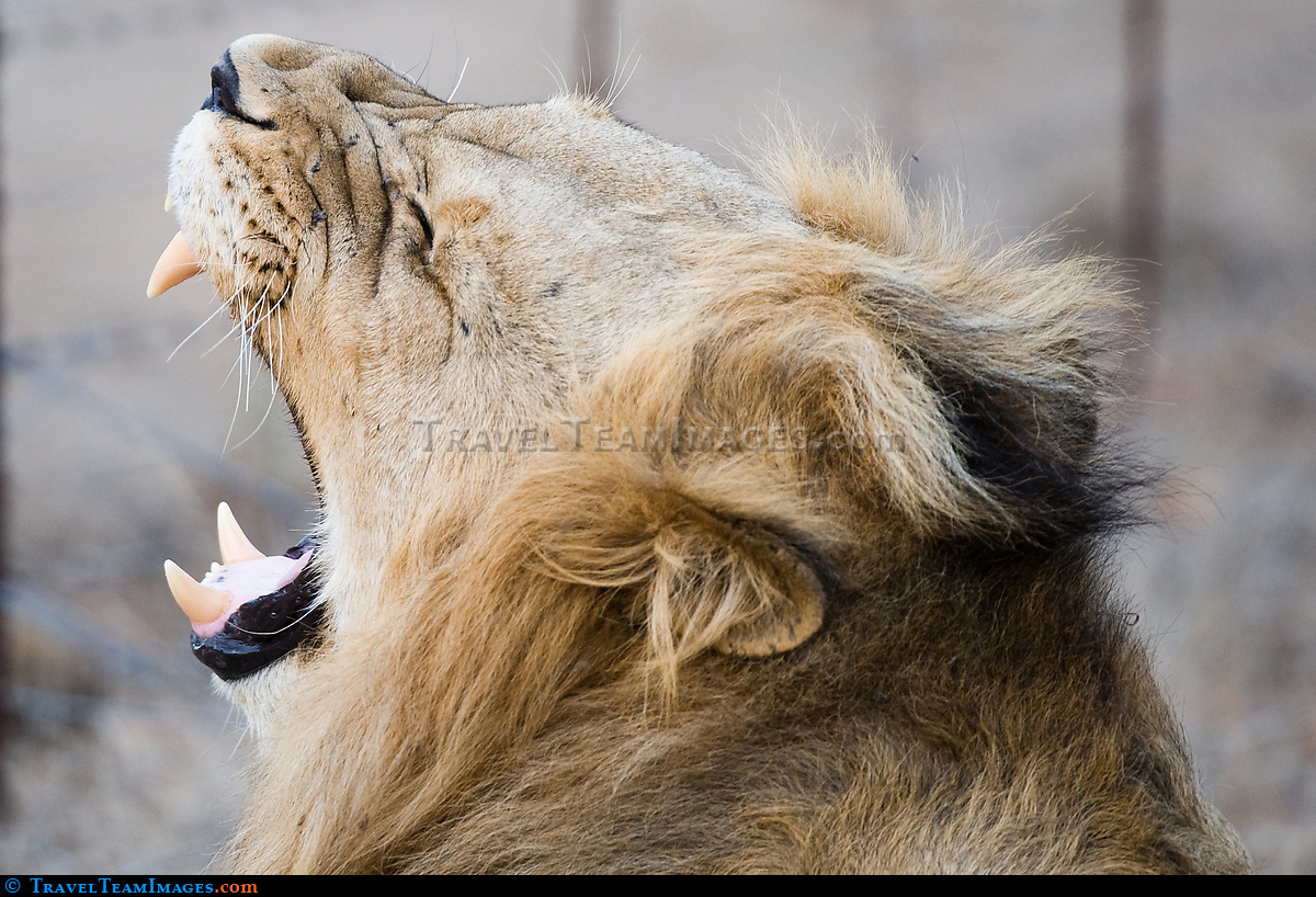 Yawning Lion