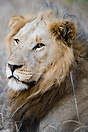 classic portrait shot of a male lion