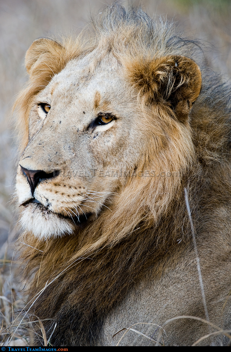 Lion Portrait