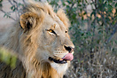 Male lion icking his lips, Kruger National Park