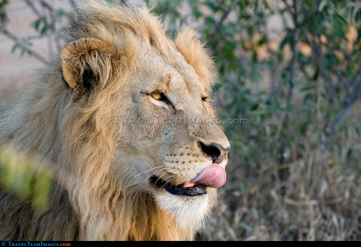 Lion Licking his Lips