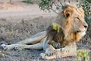 A male Lion enjoying the first sunlight
