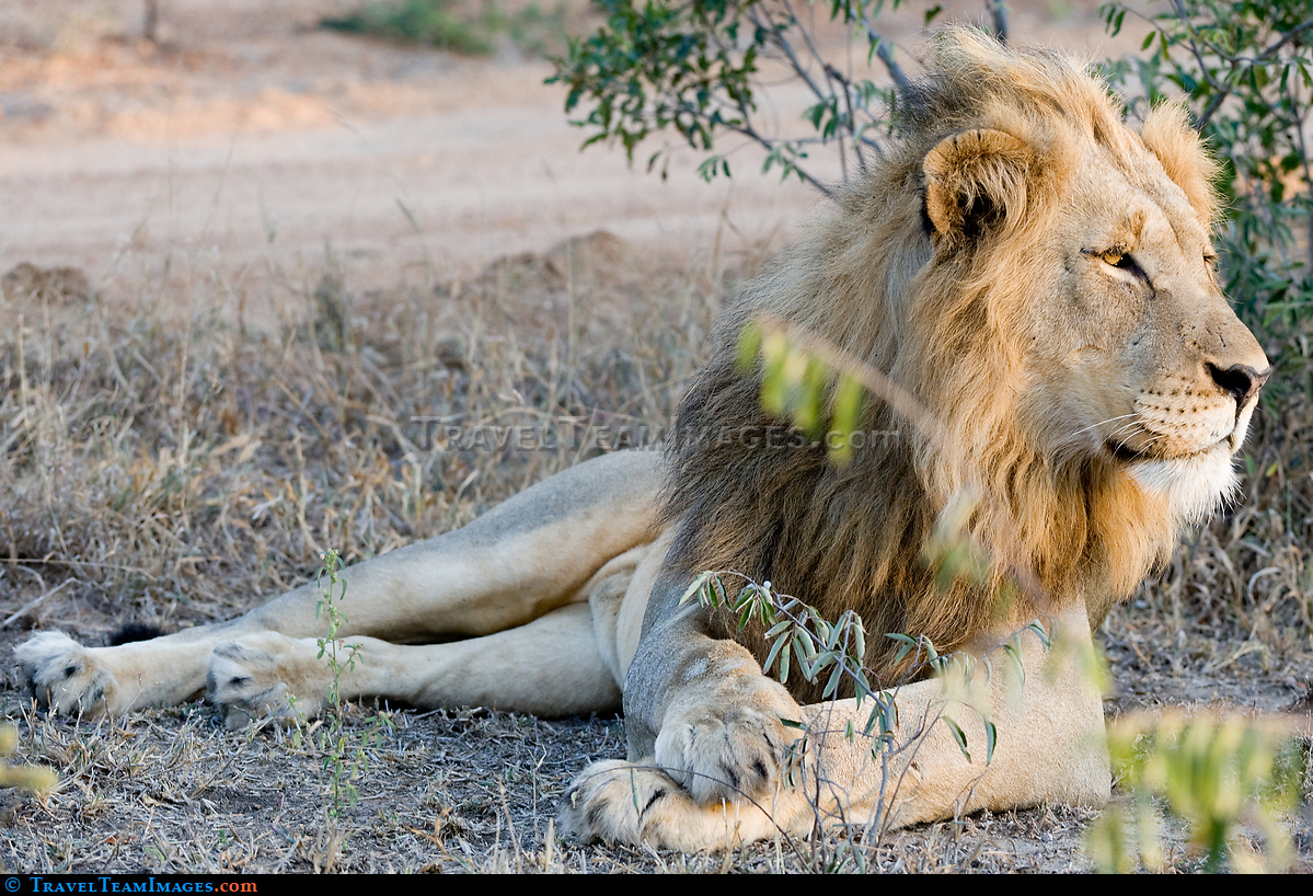 Posing Lion