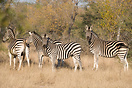 A small group of zebra