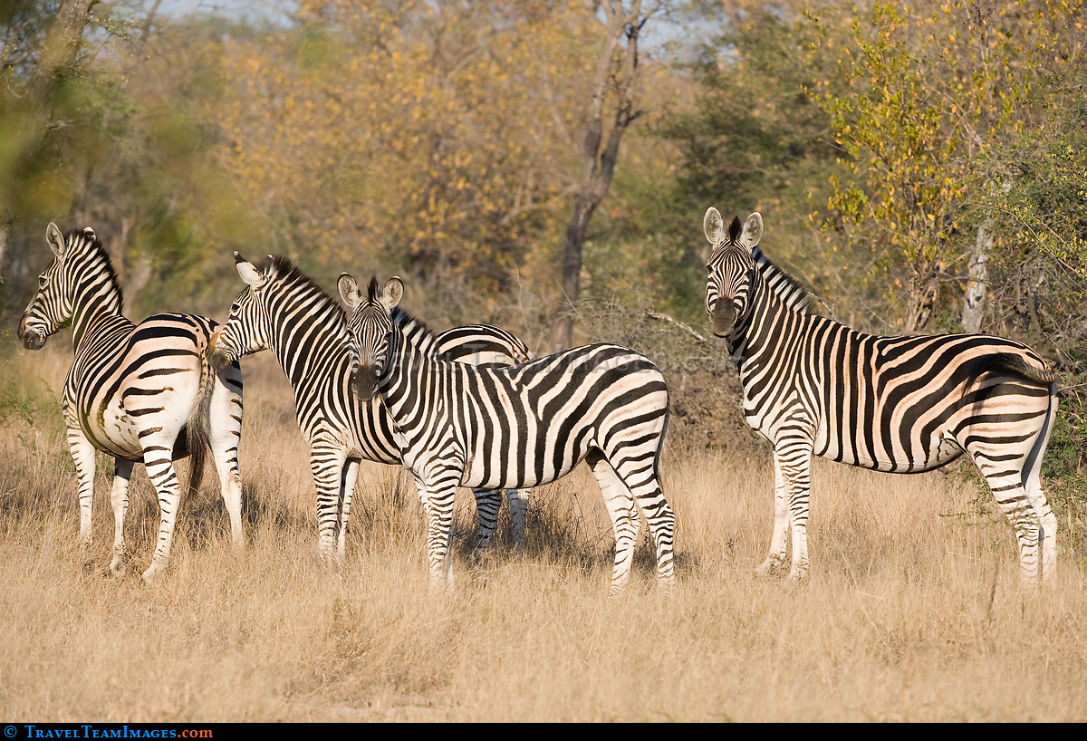 Zebra Herd