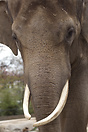 Elephant in Berlin Zoo