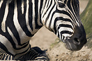 Zebra in Berlin Zoo