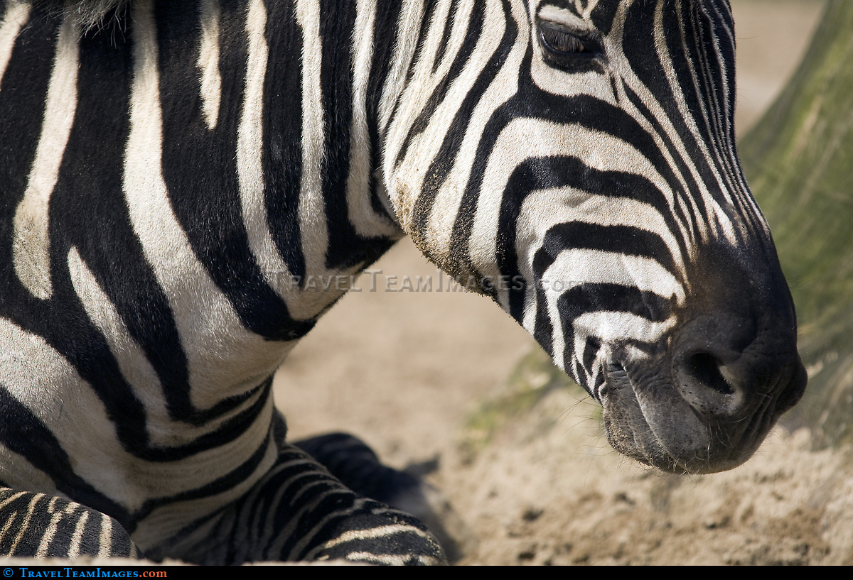 Zebra