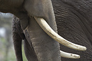 Elephant in Berlin Zoo