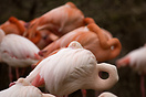 Flamingo, Berlin Zoo