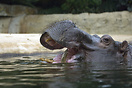 Hippopotamus in Berlin Zoo