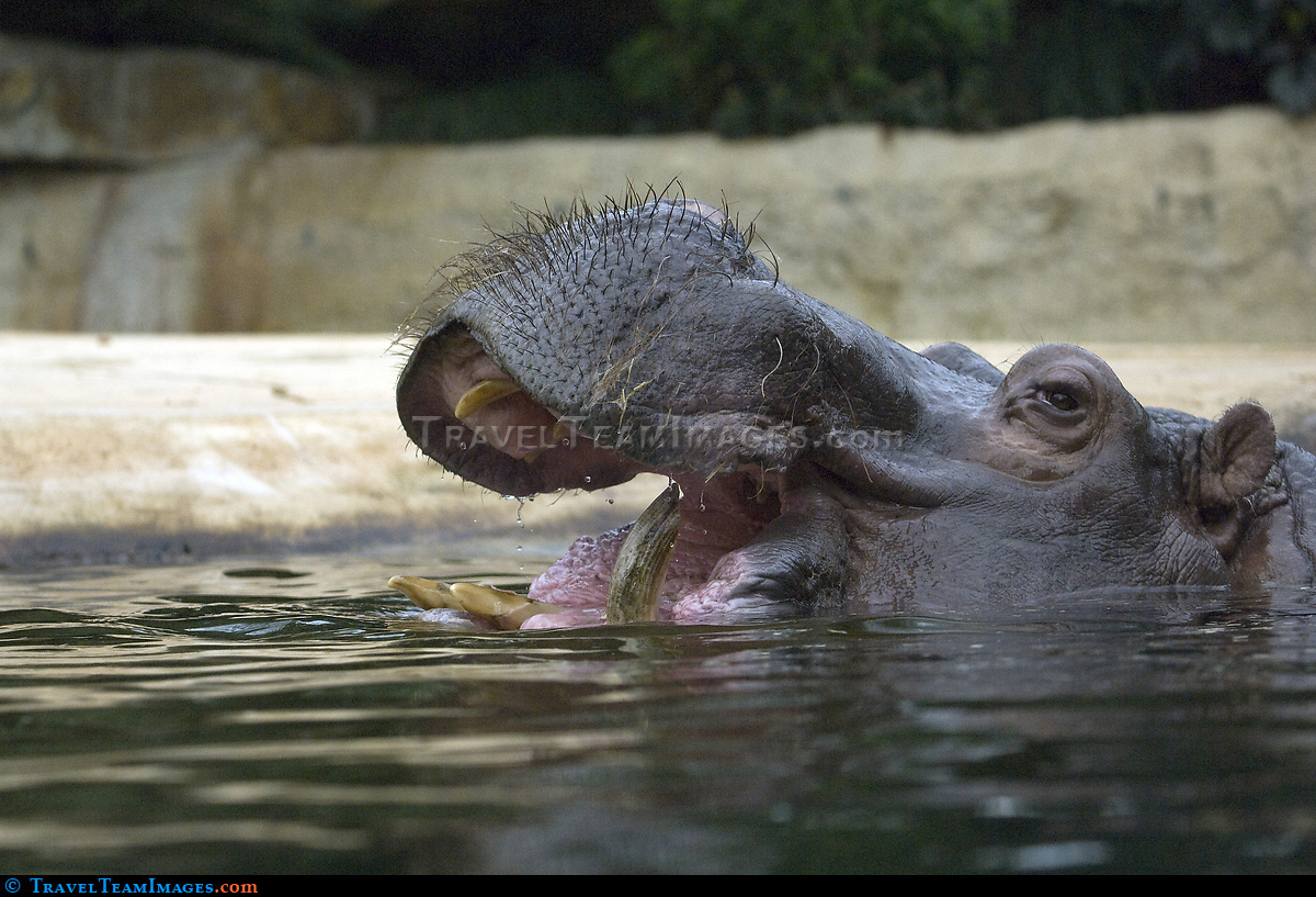 Hippopotamus