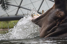 Hippopotamus in Berlin Zoo