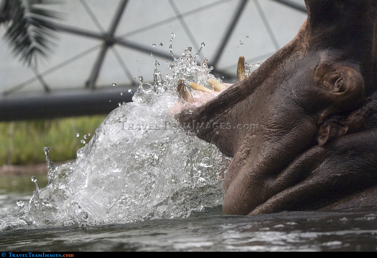 Hippopotamus