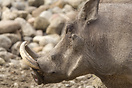 Warthog in Berlin Zoo