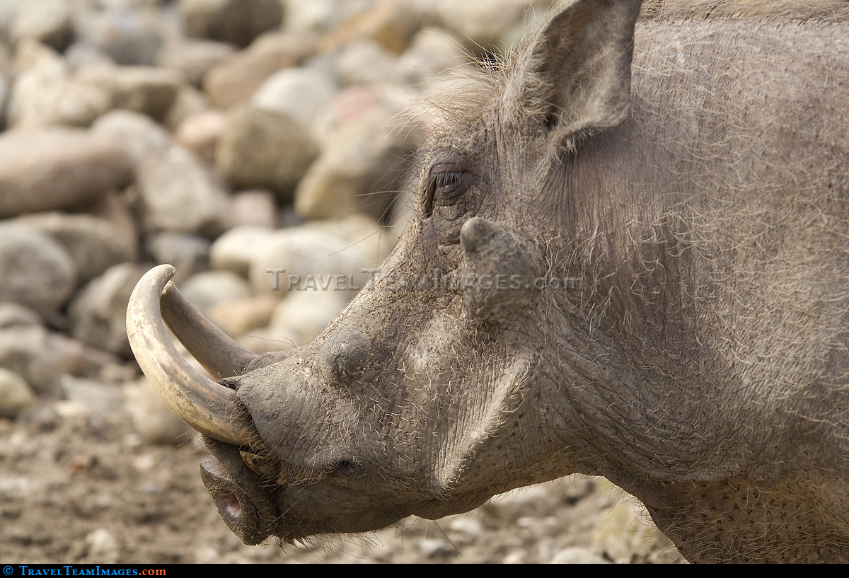 Warthog