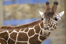 Giraffe in Berlin Zoo