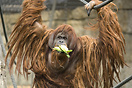 Male orangutan in Berlin Zoo