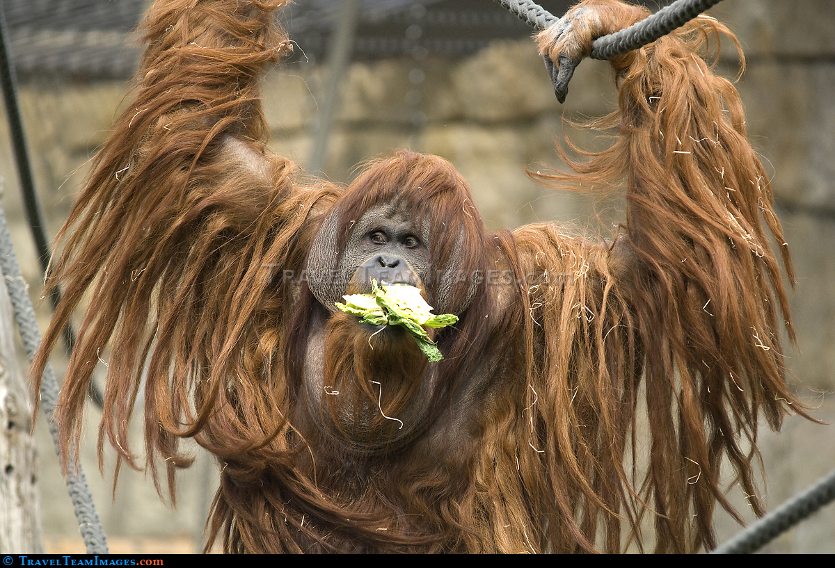 Orangutan 