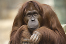 Female orangutan, Berlin Zoo