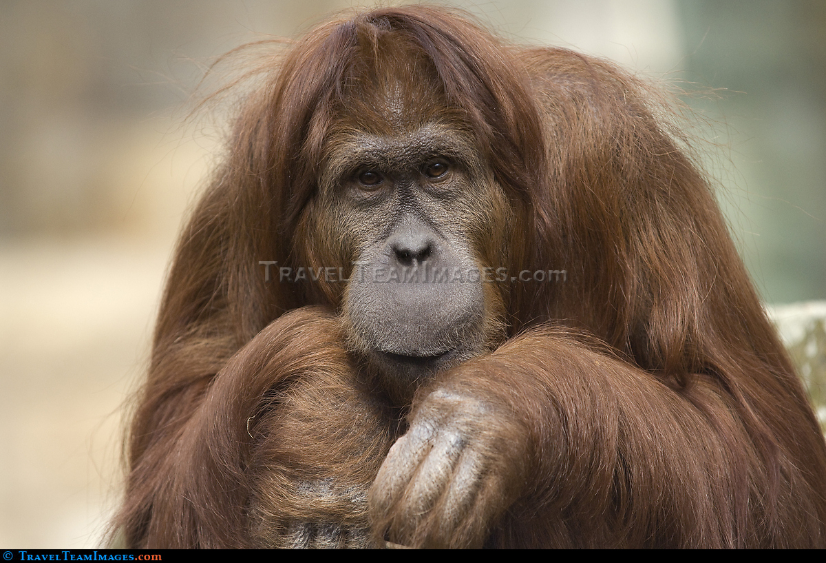 Orangutan