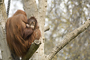 Orangutan, Berlin Zoo