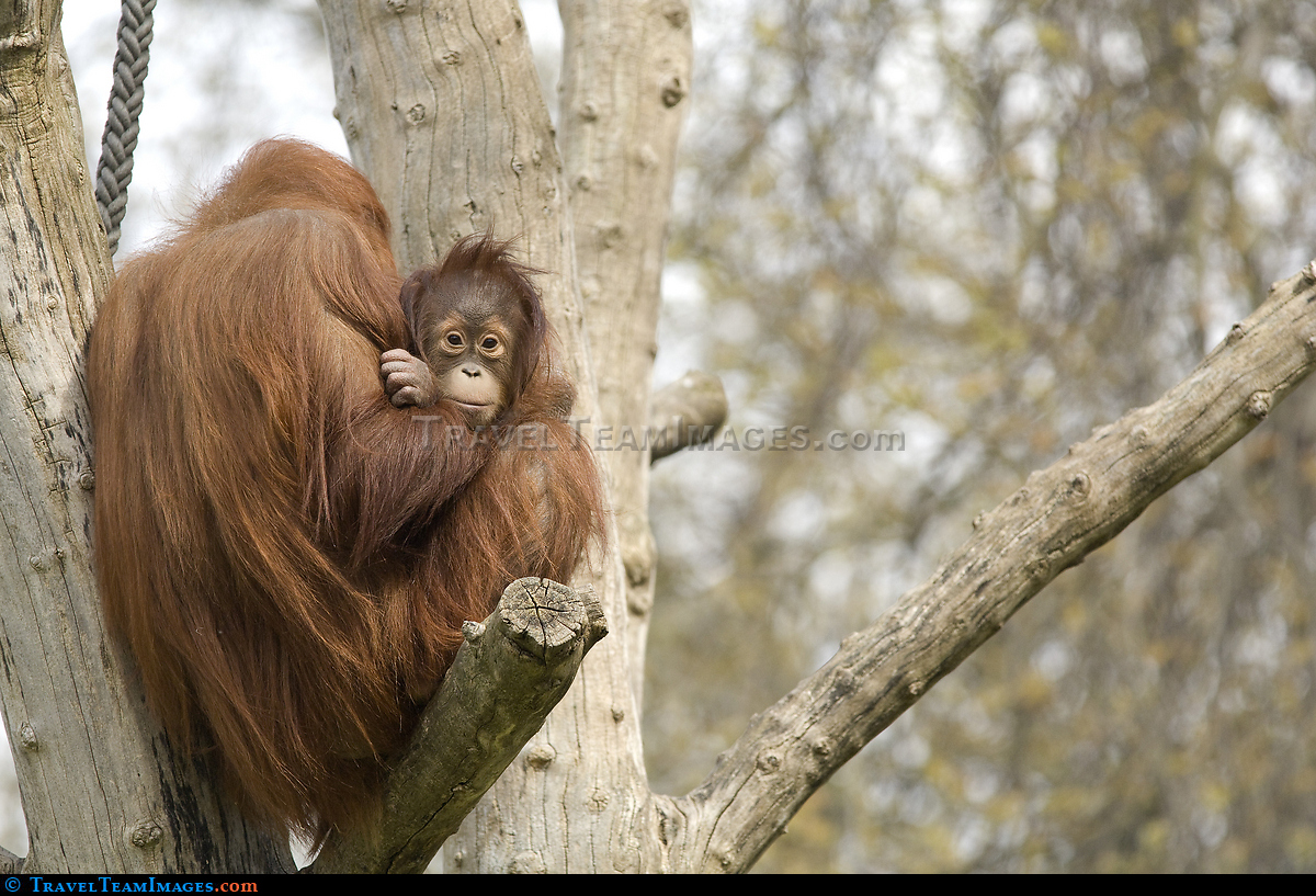 Orangutan