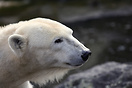 Polar bear, Berlin Zoo