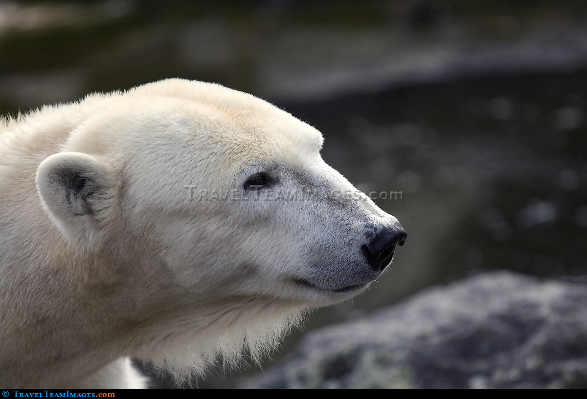 Polar Bear