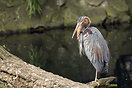 Purple Heron, Berlin Zoo