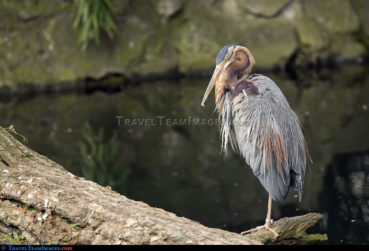 Purple Heron