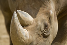 Rhino in Berlin Zoo