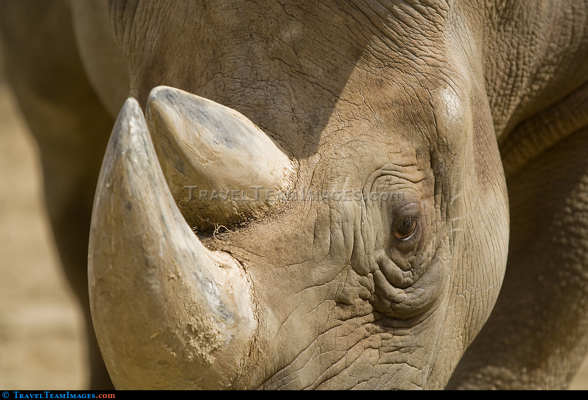 Rhinoceros
