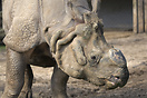 Rhino in Berlin Zoo