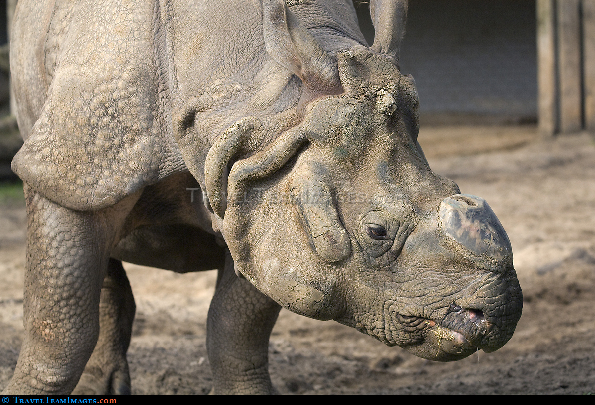 Rhinoceros