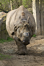 Rhino in Berlin Zoo