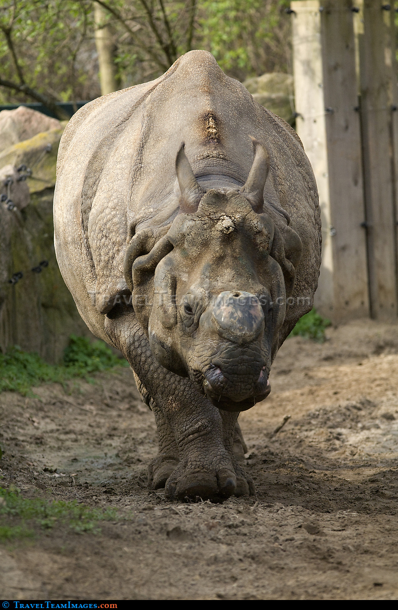 Rhinoceros