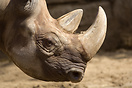 Rhino in Berlin Zoo