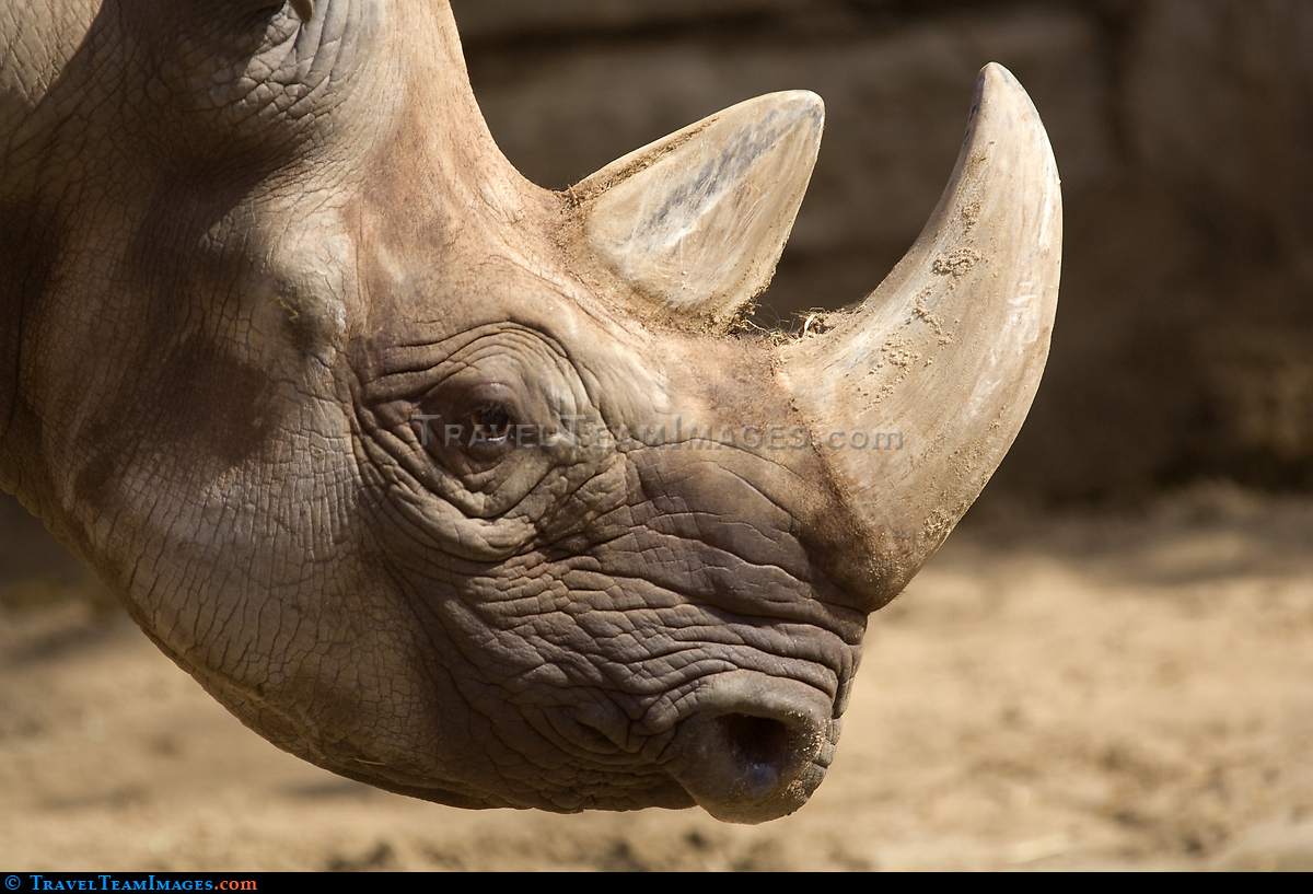 Rhinoceros