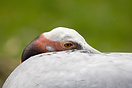 Sarus Crane in Berlin Zoo