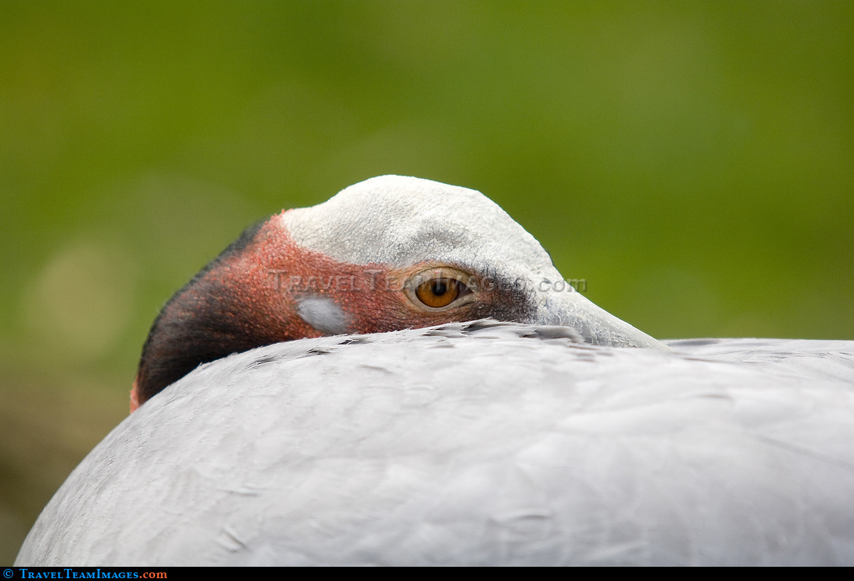 Sarus Crane