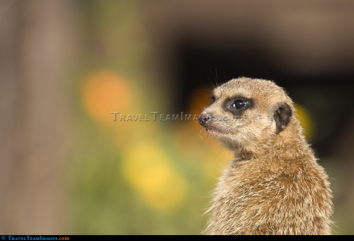 Meerkat