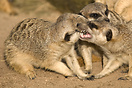 Meerkats